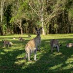 Kangaroos_2_lg