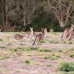 Kangaroos_running_2_lg