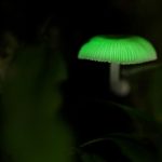 Luminous_mushroom_lg