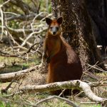 Red_Necked_Wallaby_2_lg