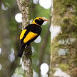 Regent_Bowerbird_lg